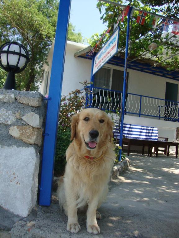 Mavi Akvaryum Pension Hotel Sogut  Exterior photo